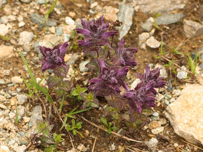 Bartsia alpina
